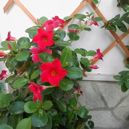 Aggela Guesthouse Skopelos Buitenkant foto