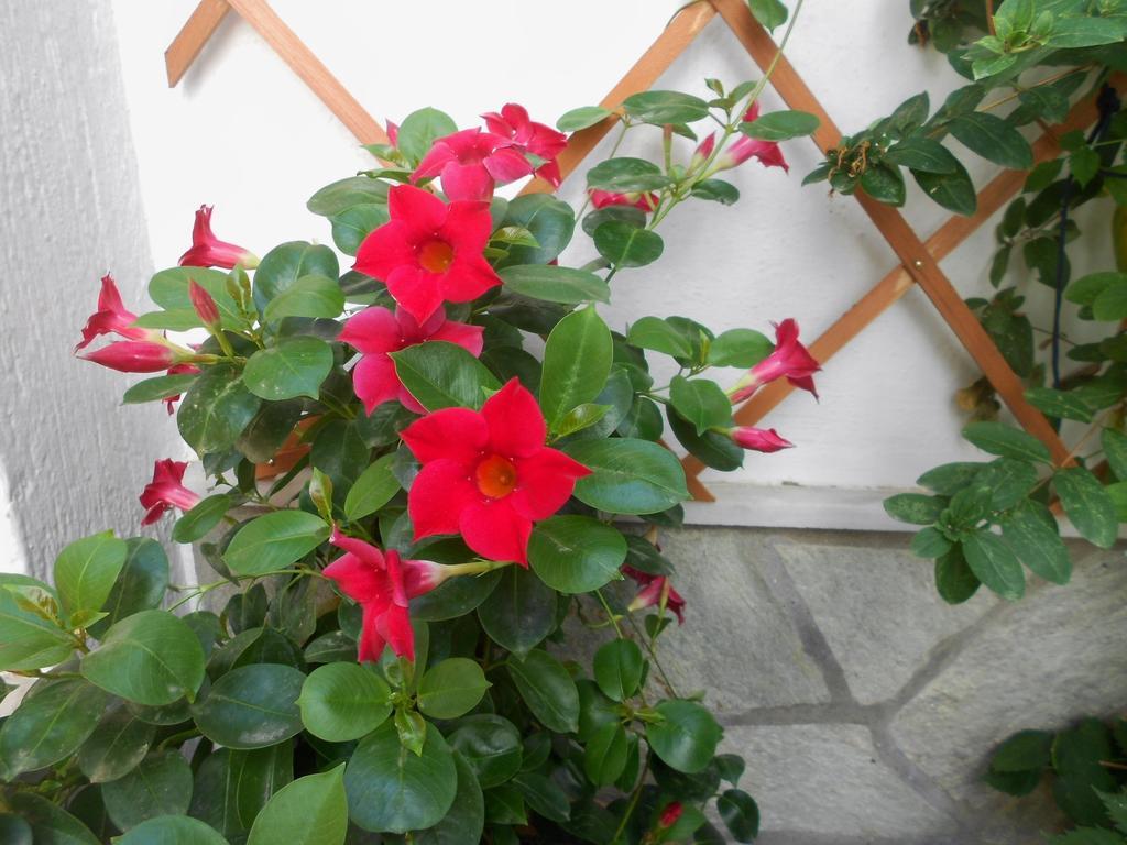 Aggela Guesthouse Skopelos Buitenkant foto